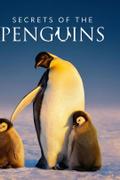 Секреты пингвинов