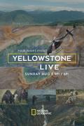 Yellowstone Live