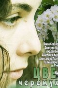 Цвет черёмухи